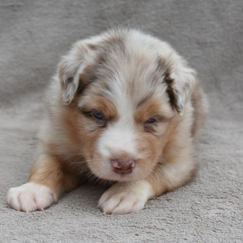 Chiots berger australien lof #9