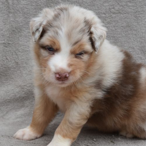 Chiots berger australien lof #10