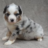 Chiots berger australien lof #1