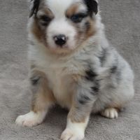 Chiots berger australien lof #3