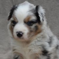 Chiots berger australien lof #4