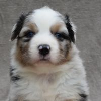 Chiots berger australien lof #5