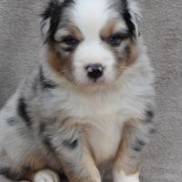 Chiots berger australien lof #6