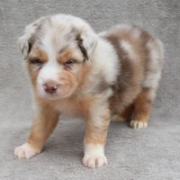 Chiots berger australien lof #7