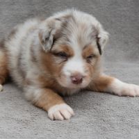 Chiots berger australien lof