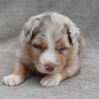 Chiots berger australien lof #9