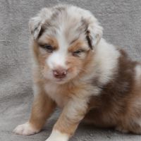 Chiots berger australien lof #10