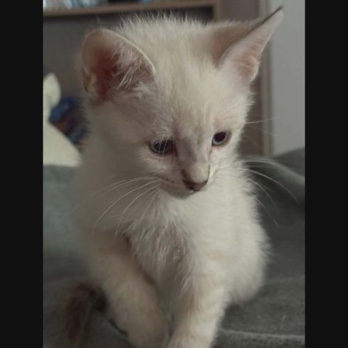 Rebelle, adorable chaton à l'adoption