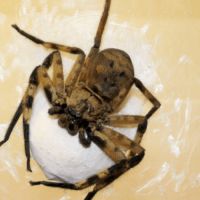 Bébé l2 barylestis scutatus #0