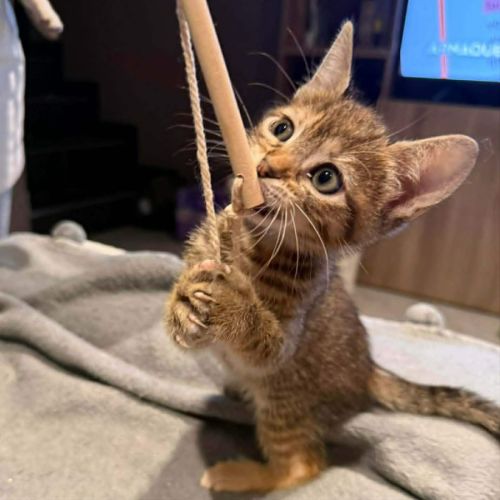 Timiti, adorable chaton à l'adoption