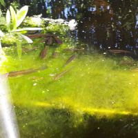 Guppy anti-moustique pour bassin guppy sauvage pou