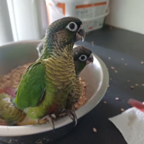 Conure élevée à la main