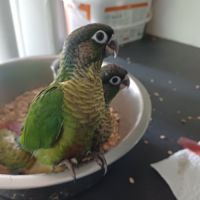 Conure élevée à la main #0