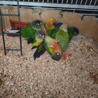 Conure élevée à la main #3