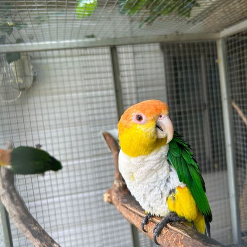 Couple caique tête orange #1