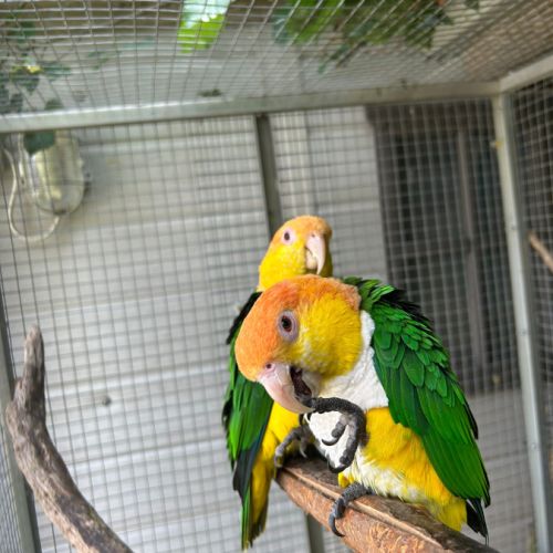 Couple caique tête orange #2