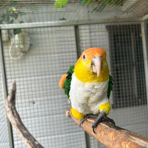 Couple caique tête orange #3