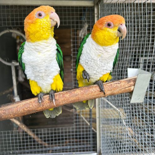 Couple caique tête orange #0
