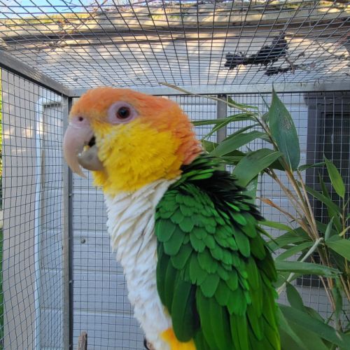 Couple caique tête orange #6