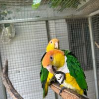 Couple caique tête orange #2
