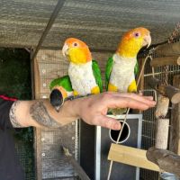 Couple caique tête orange #5
