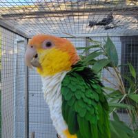 Couple caique tête orange #6