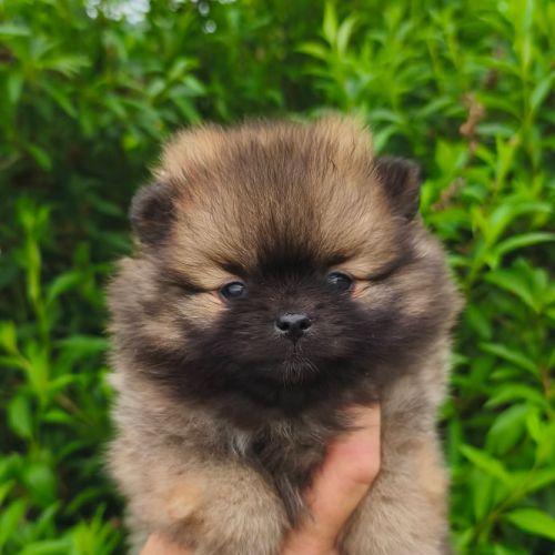 Chiots femelles spitz à réserver