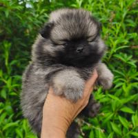 Chiots femelles spitz à réserver #2