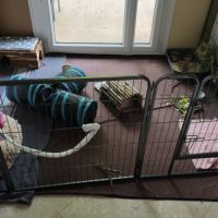 Lapine adulte stérilisé #2
