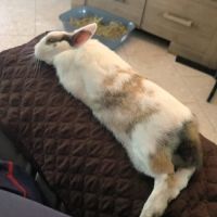 Lapine adulte stérilisé