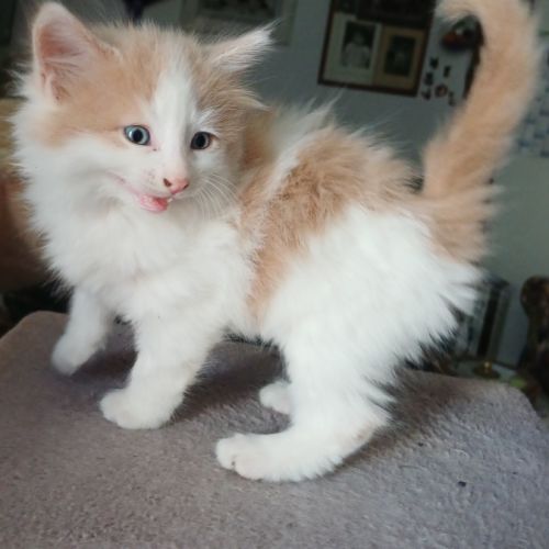 Chaton norvégien