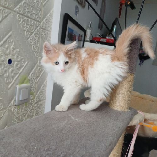 Chaton norvégien #2