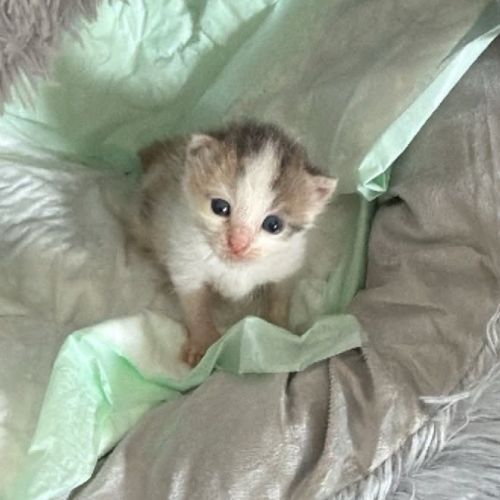 Choukette, jolie minette à l'adoption #0