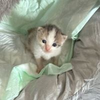 Choukette, jolie minette à l'adoption