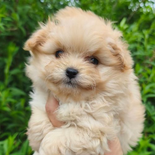 Chiots doodle mâle et femelle #4