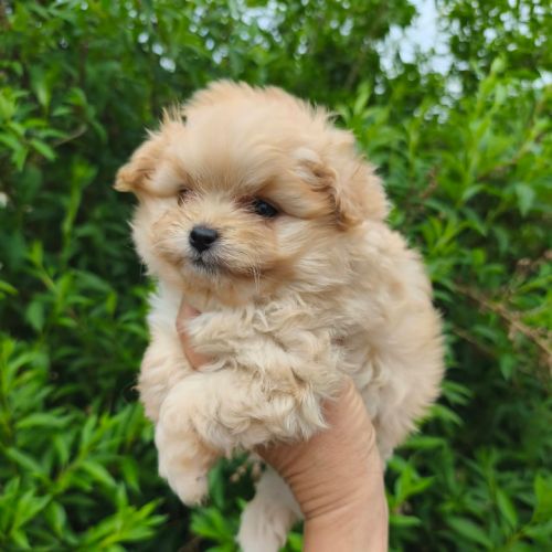 Chiots doodle mâle et femelle #5