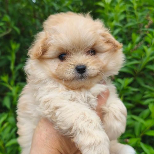 Chiots doodle mâle et femelle #6