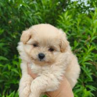 Chiots doodle mâle et femelle #1