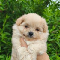 Chiots doodle mâle et femelle #3