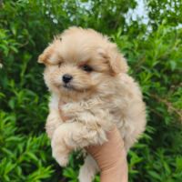 Chiots doodle mâle et femelle #5