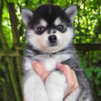 Chiots femelles pomsky f4 #1