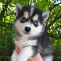 Chiots femelles pomsky f4 #2