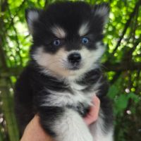 Chiots femelles pomsky f4