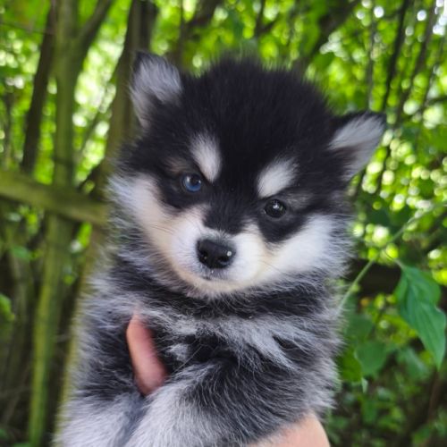Chiot mâle pomsky f4 #2