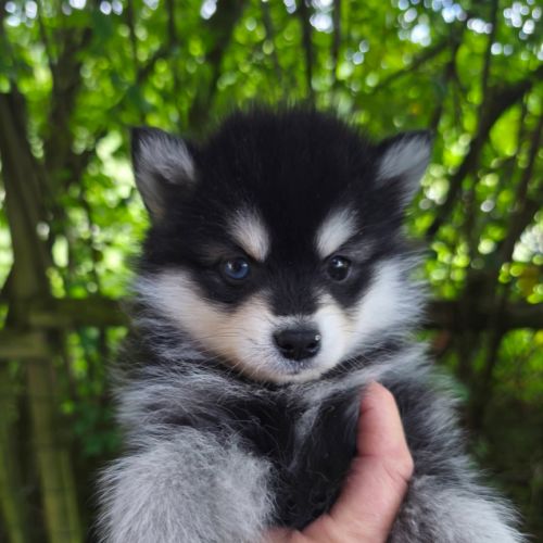 Chiot mâle pomsky f4 #0