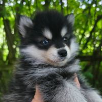 Chiot mâle pomsky f4 #1