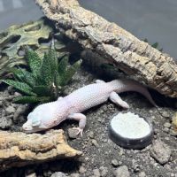 Gecko léopard diablo blanco
