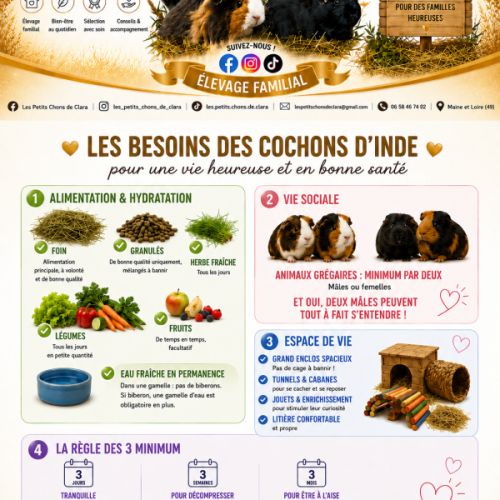 Cochon d'inde porteuse skinny femelle #2