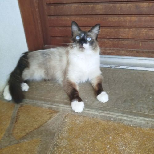 Chat sacrée birmanie #4