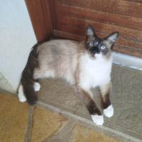 Chat sacrée birmanie #1